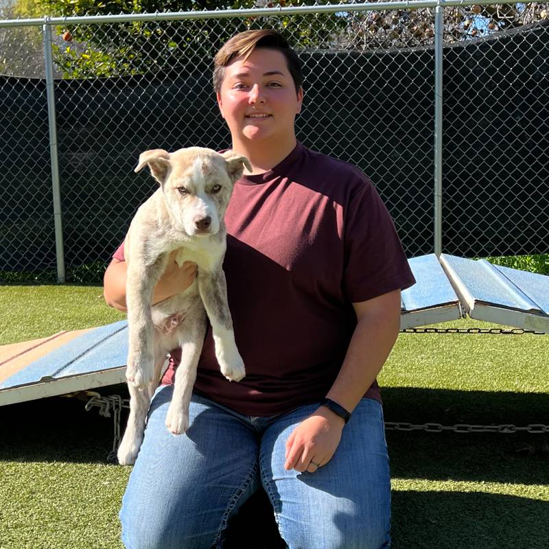 Your Pro Dog Trainer